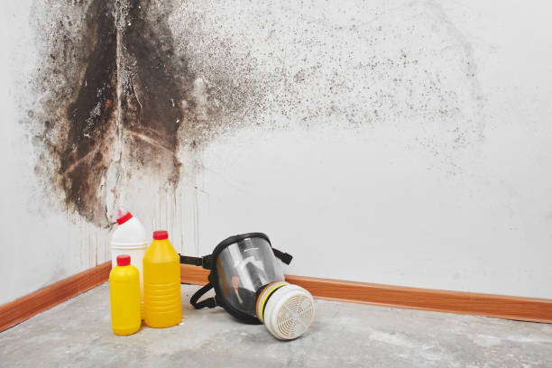 Office Mold Removal Services in Endicott, NY