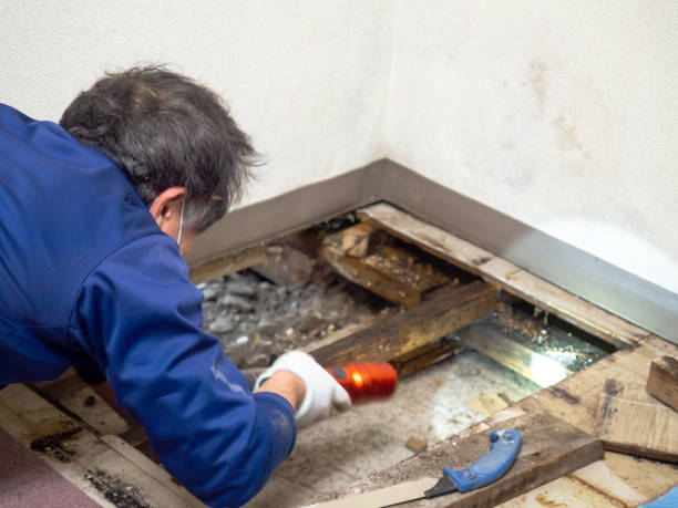 Mold Removal Process in Endicott, NY