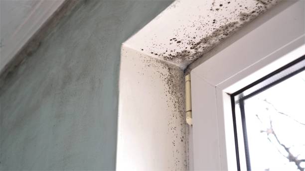 Best Mold Removal and Inspection  in Endicott, NY