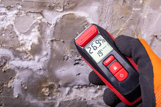 Best Local Mold Removal Service  in Endicott, NY