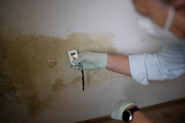 Best Professional Mold Removal  in Endicott, NY