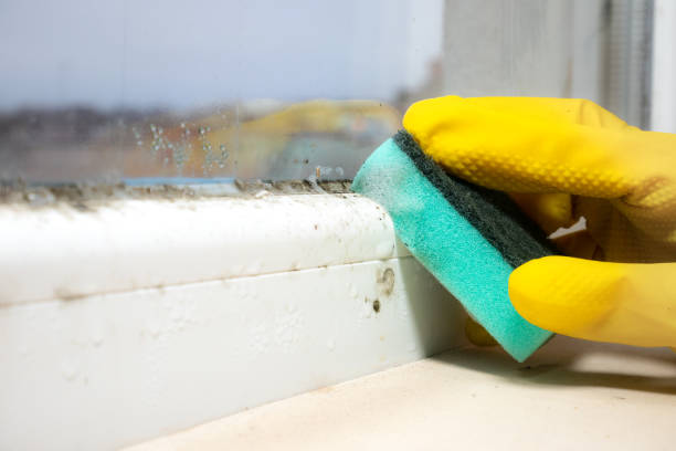 Crawl Space Mold Removal in Endicott, NY
