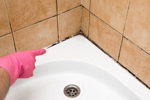 Best Residential Mold Removal  in Endicott, NY