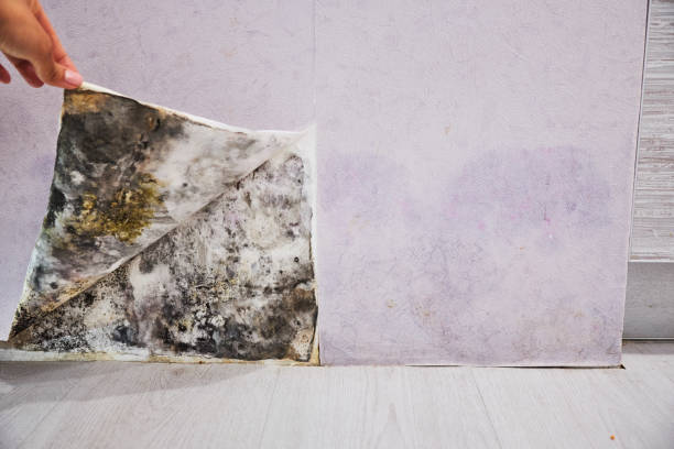Best Mold Damage Repair  in Endicott, NY